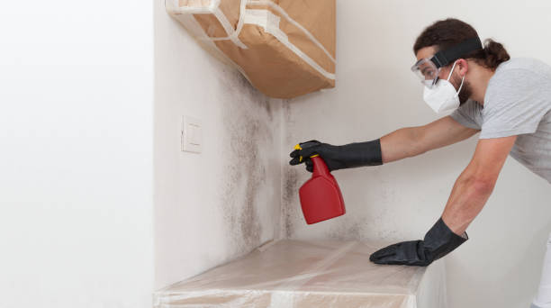 Professional Basement Mold Remediation technician working in Burtonsville, MD