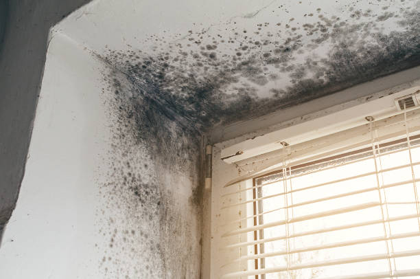 Affordable Basement Mold Remediation solutions in Burtonsville, MD
